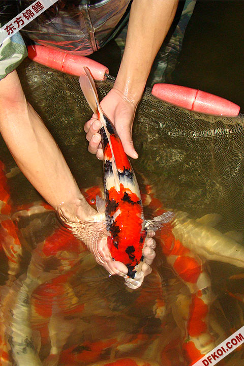 200810 ڶƷᱨ