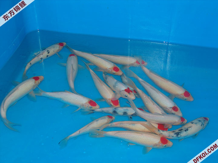 200710 ϺƷᱨ