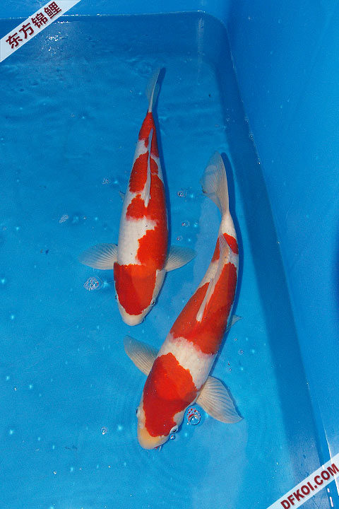 200810 ϺĽƷᱨ